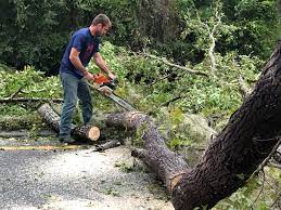Best Tree Trimming and Pruning  in Marist College, NY